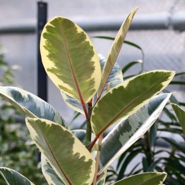 Las Flores M S Raras Del Mundo Jardinizados