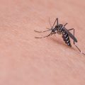 5 repelentes de mosquitos naturales