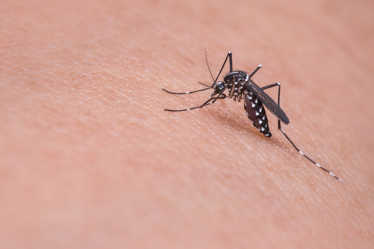 5 repelentes de mosquitos naturales