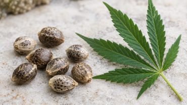 Frutos de cannabis con superficie moteada junto a una hoja verde de folíolos dentados.