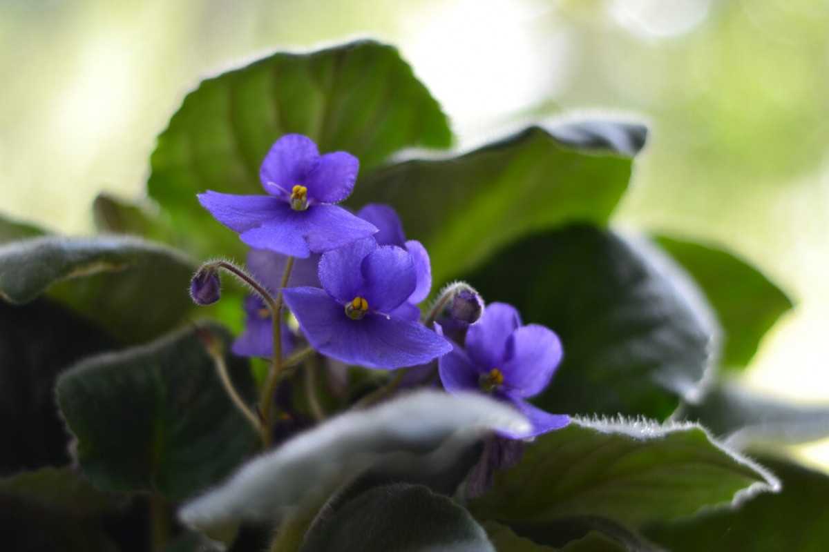 violeta-afrincana-planta-de-sombra